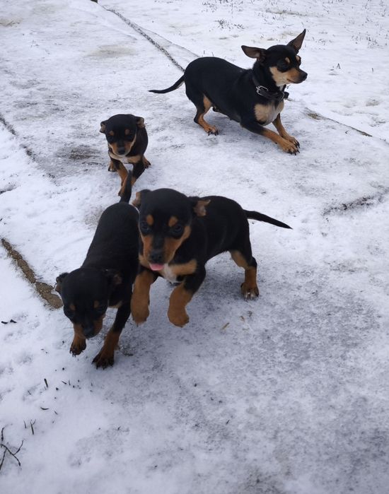 Продавам пинчери