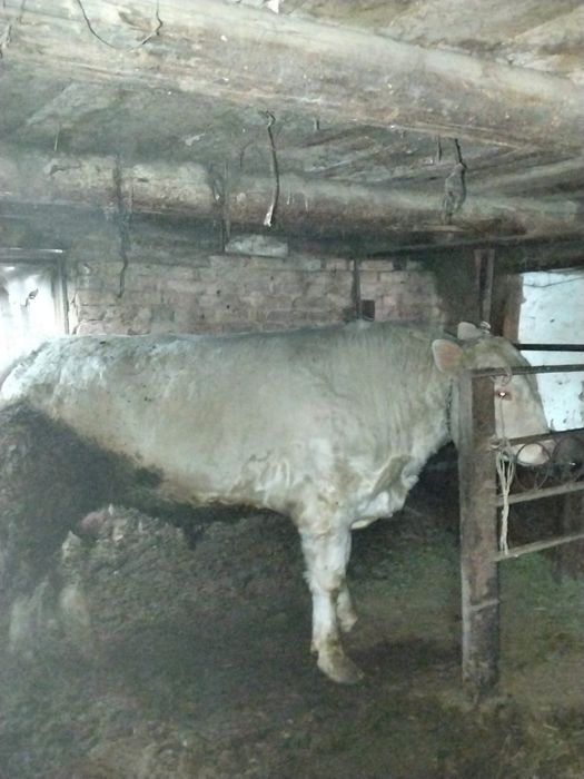 Продам бычок парода (Аулиеколь)