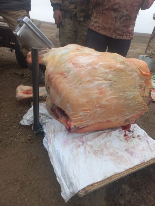 Жылқы еті Семей Аягөз