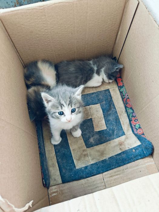 Котята добрым людям