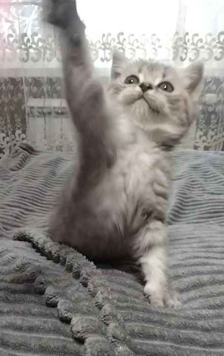 Девочка. Скоттиш страйт.