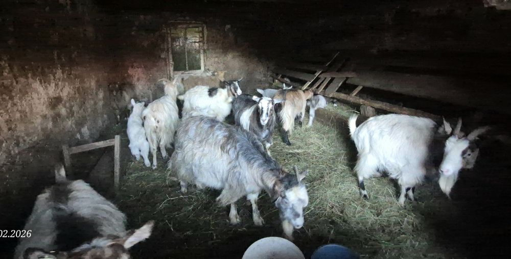 Capre 12 buc si 6 iezi