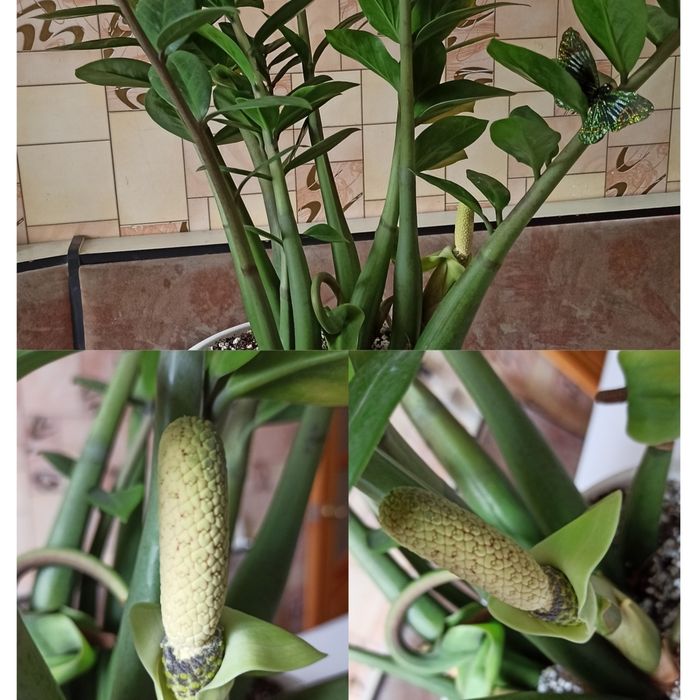 Продам замиакулькас