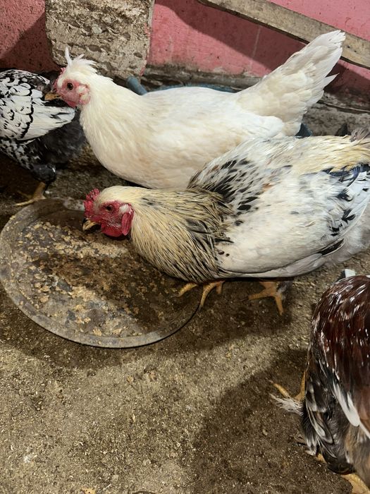 3 Jeep порно алаяқтығы