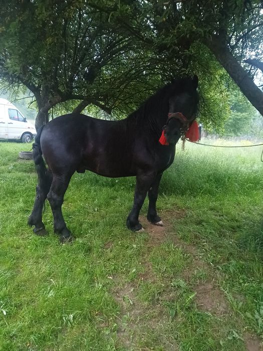 Armasar de vanzare
