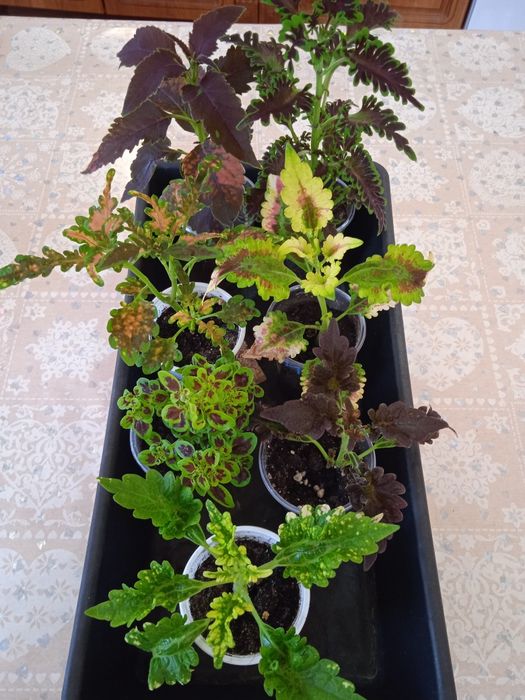 Продам   комнатные цветы