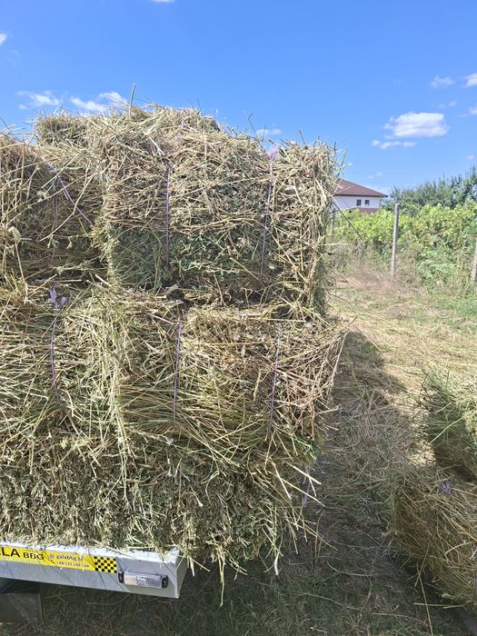 Baloti lucerna , in Maracineni