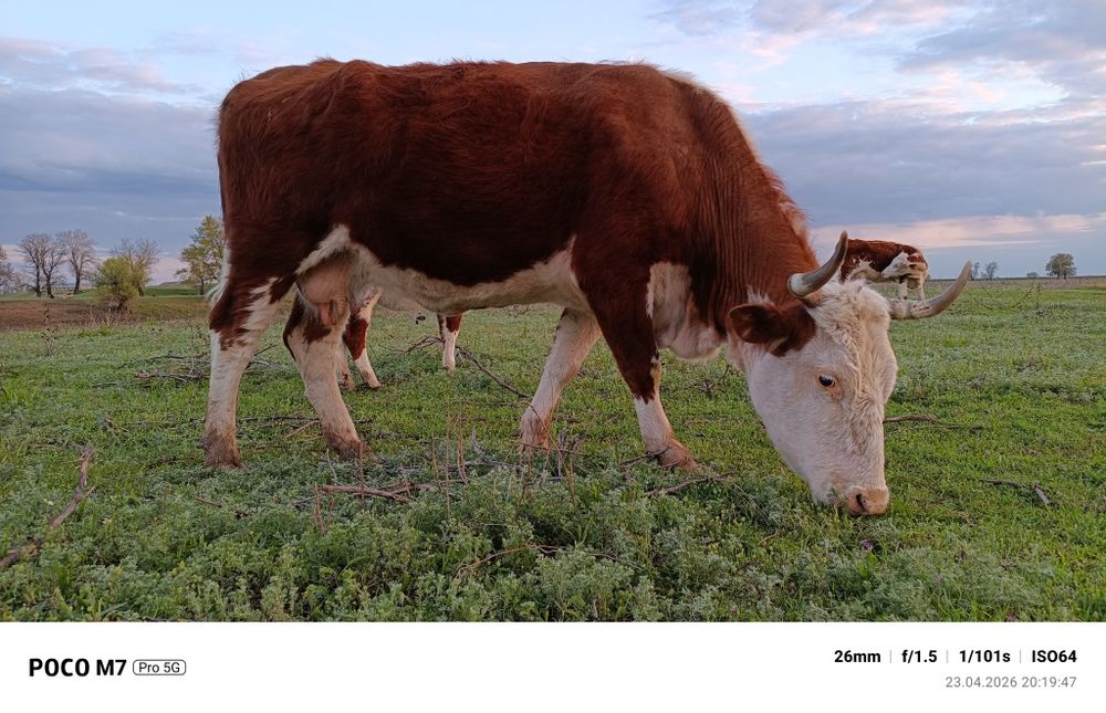 Сиыр сатылады 7 туған