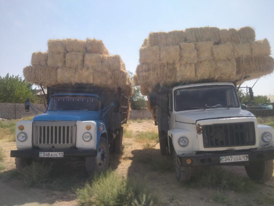 Шөп пірес жоңышқа