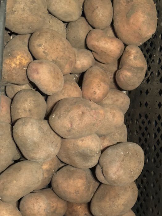 Продам дачный картофель