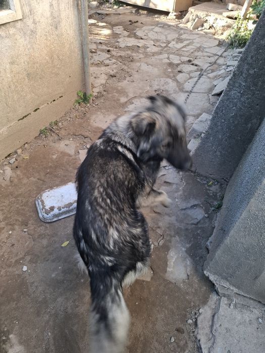 Подарявам  куче.