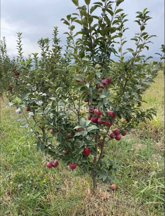 Яблоневый сад 3,35га