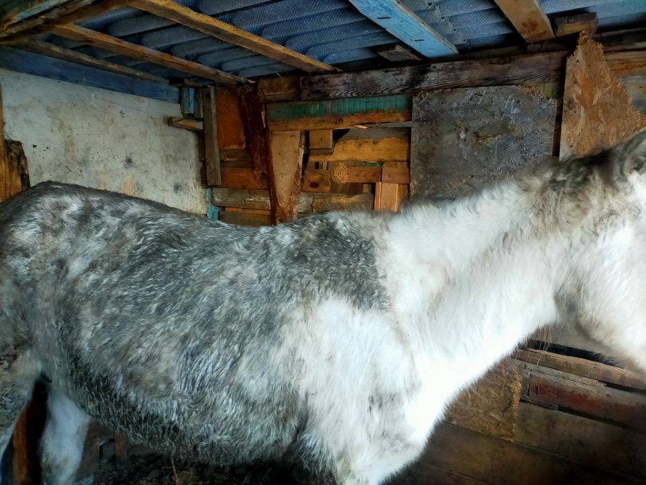 Продаётся кобыла, срочно