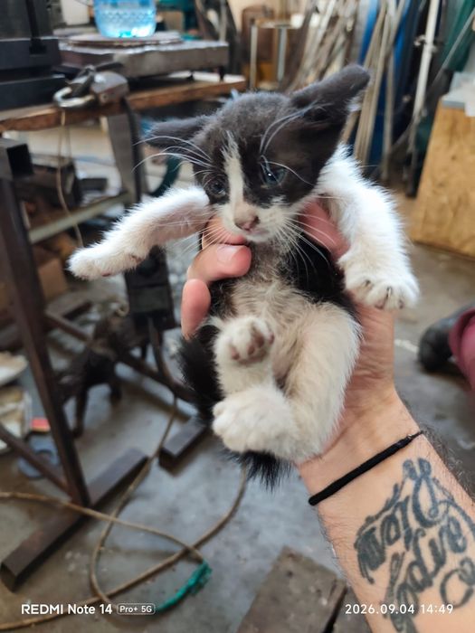 Adoptie pui de pisica