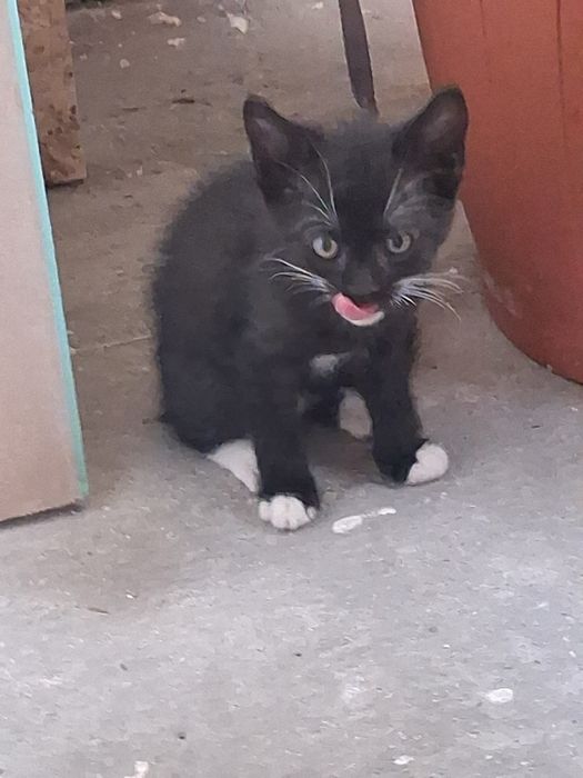 Dau pisoi spre adopție