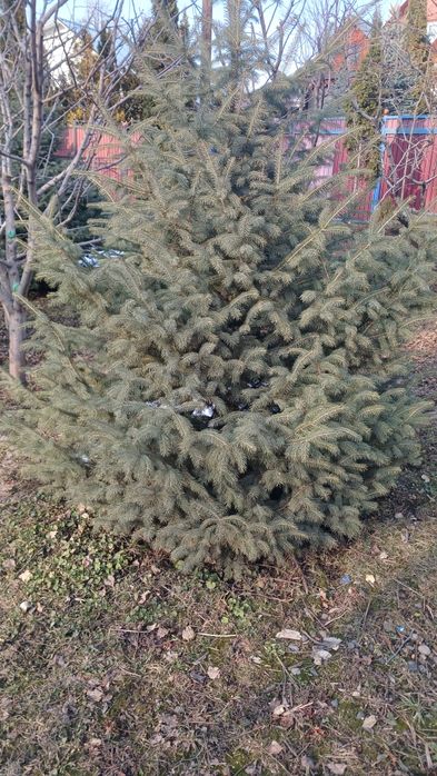 Продам ели Тань-Шаньские