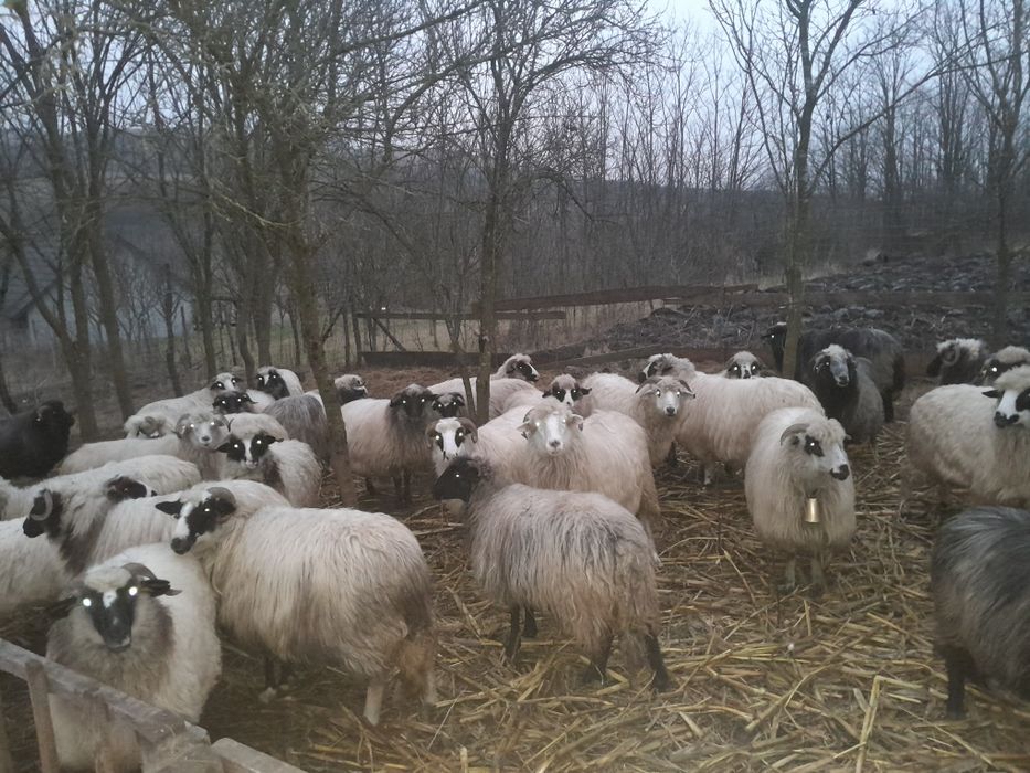 Oi de vânzare  turcane gestante