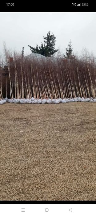 Leylandi la super pret