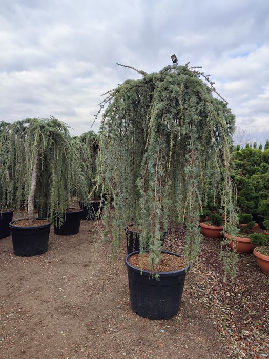 Camelia Japonica,cedru, leylandi