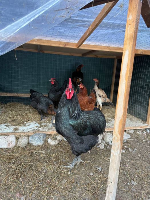 Продаются куры домашние и курятник