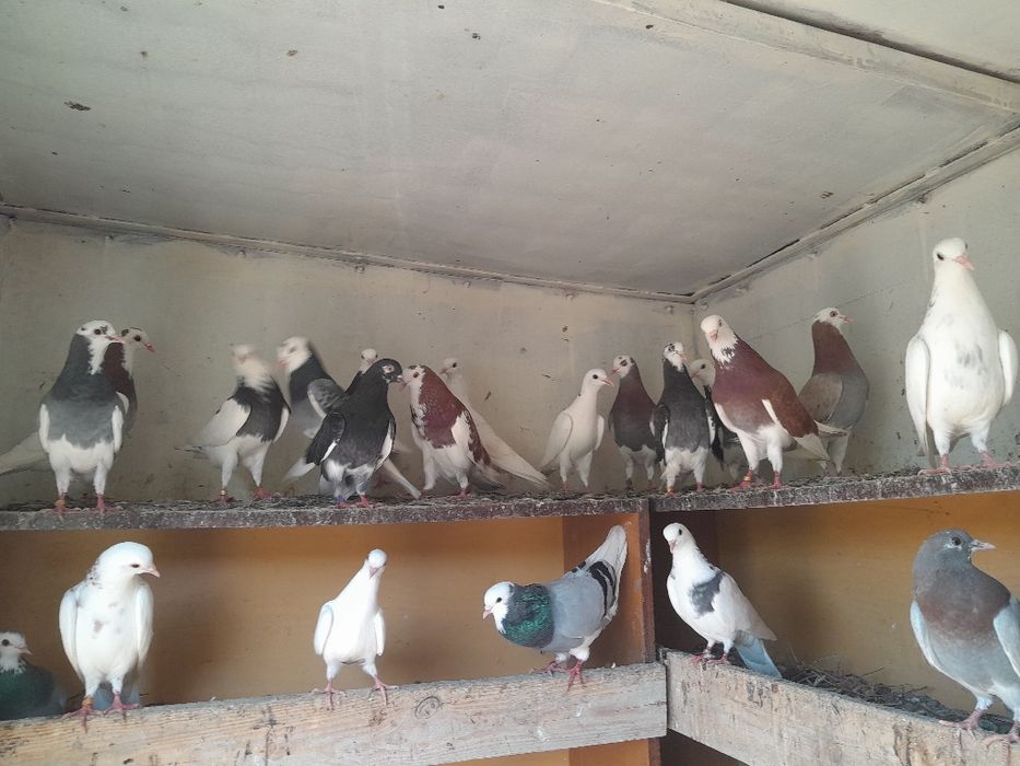 Продавам бирмигански гълъби на върнете