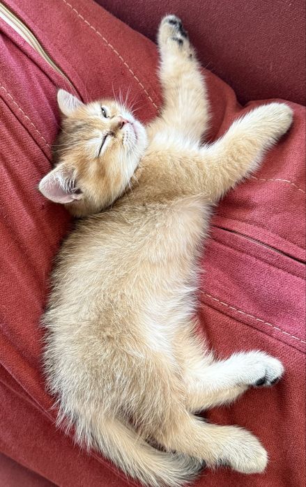 Британские короткошерстные котята