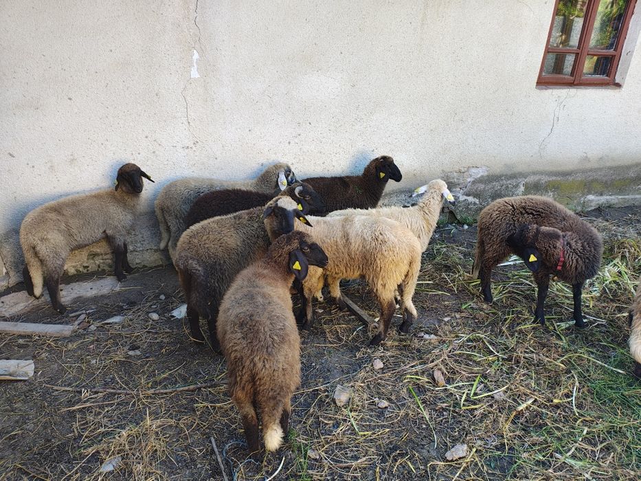 Mieluțe Miei  Carabase
