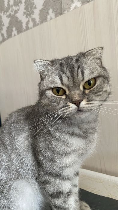 кошка вислоухая добрая умная