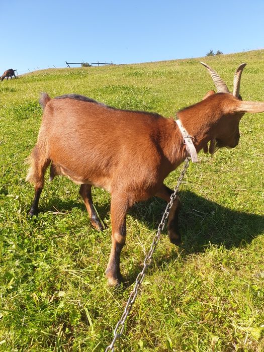 Capra alpina franceza