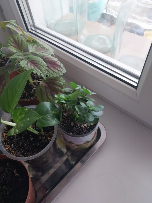 Продам комнатные цветы