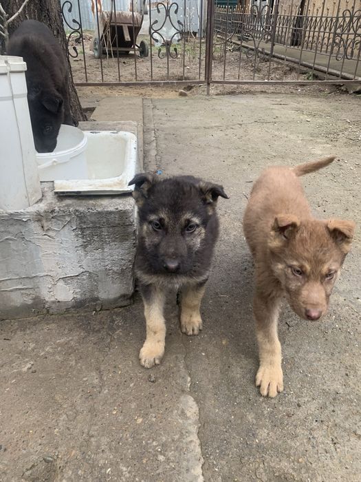 Продам щенков восточно-европейской овчарки 2-месячные