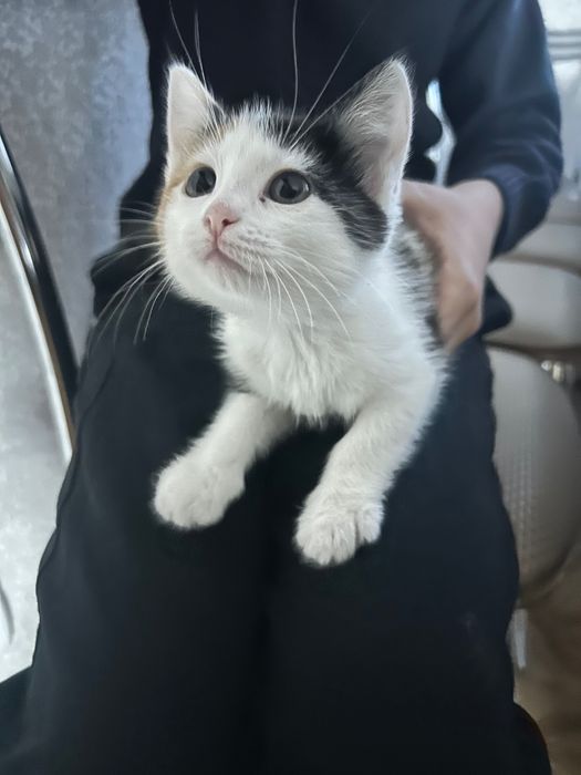Отдам котят в хорошие руки
