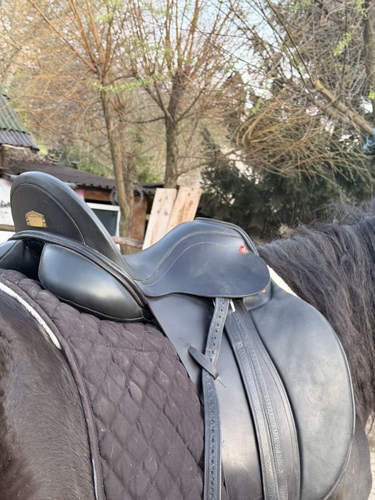 Sa /sei/ echitatie calarie Albion noua  cai