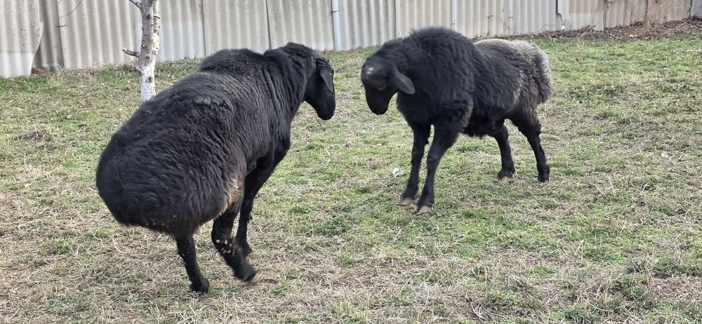 Хисори кучкорлар сотилади.