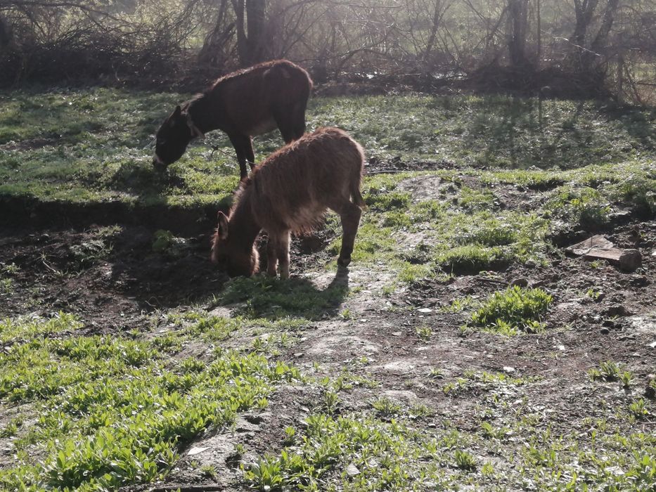 Ишак сатамын продам