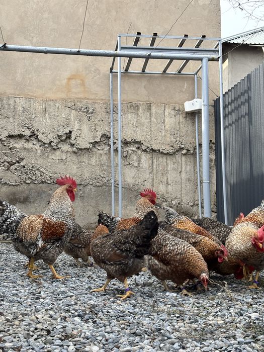 Билефельдер инкубациялық жұмыртқалары