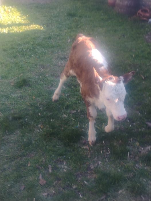 Продавам  две женски телета месодайни