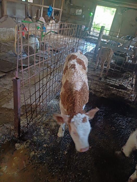 Vând vițel balțat!