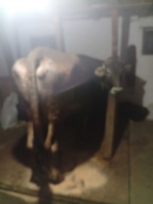 Vând vaca gestanta in 5 luni