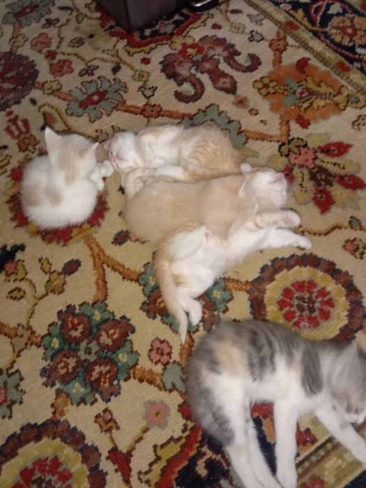 Отдам даром котят
