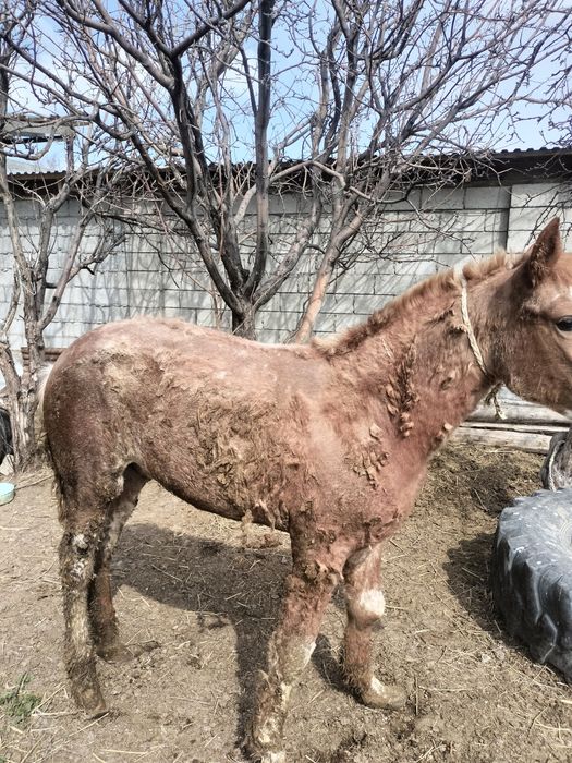 Жылқы бордақы семіз