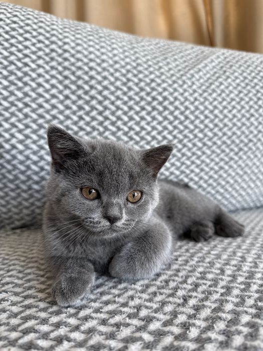 Продавам шотландско клепоухо коте