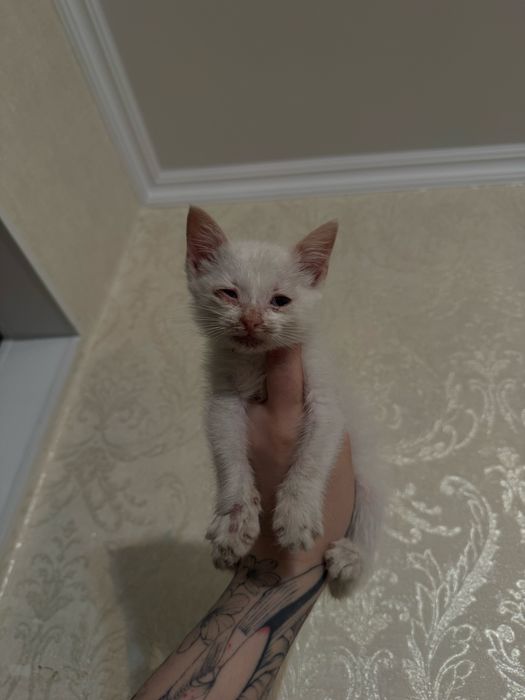 Спасенный котенок