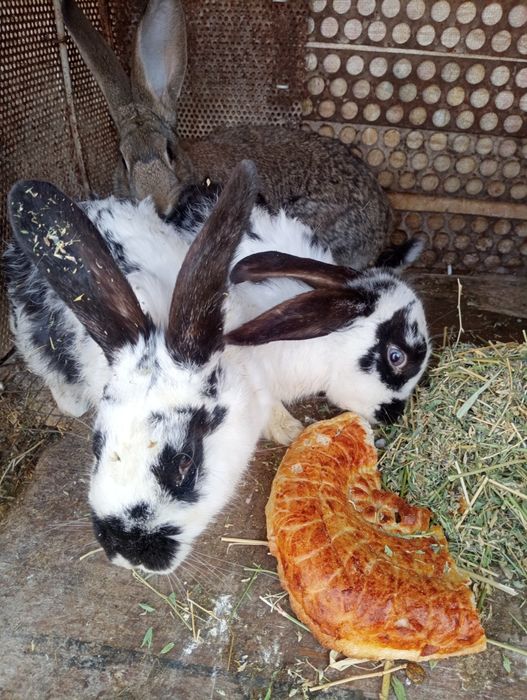 Қойан қойан қойан