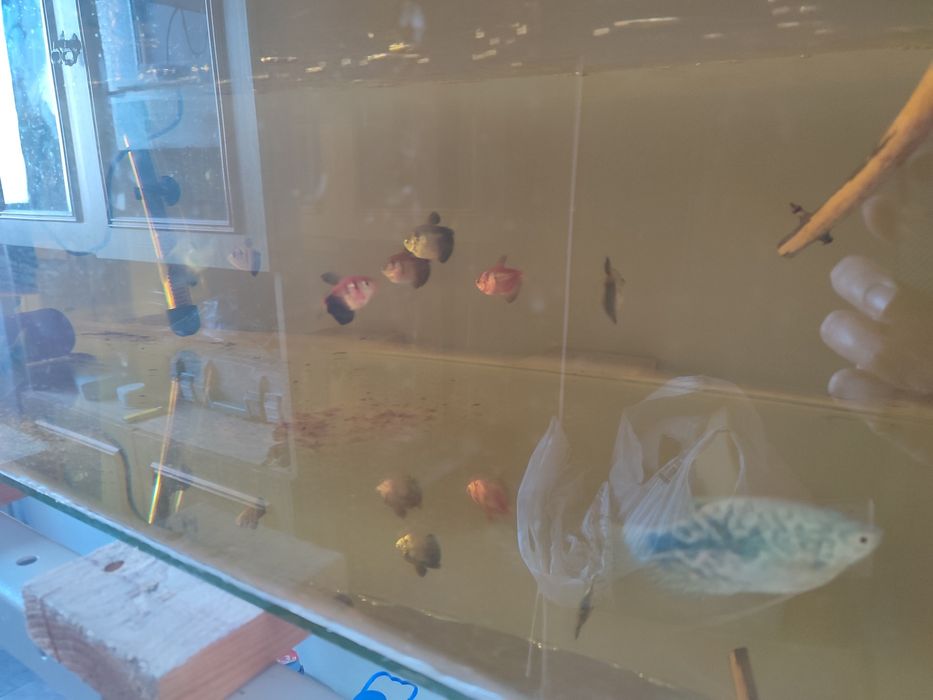 Срочно не дорого продам аквариумных рыб