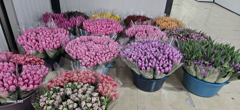 •Цветы  •Тюльпан