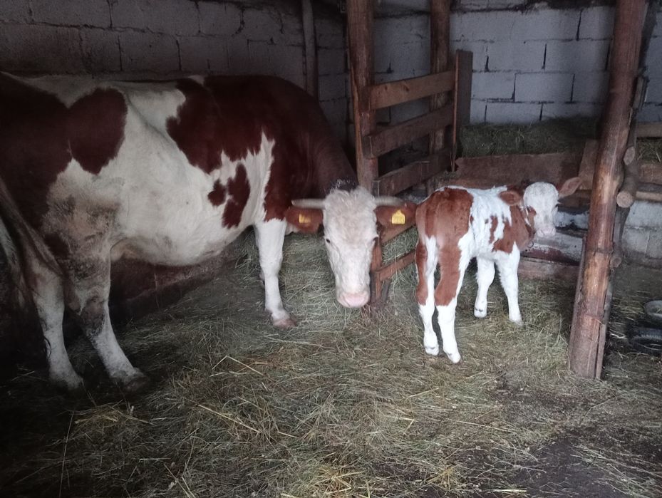 Vacă cu vițel bălțată