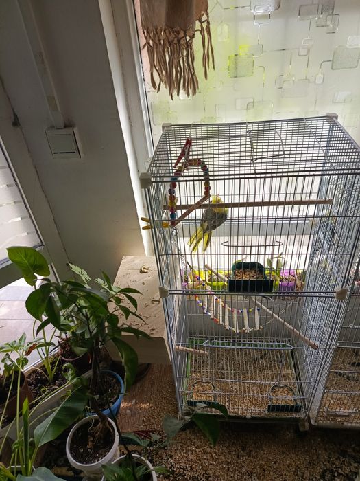 Пара попугаев карелла