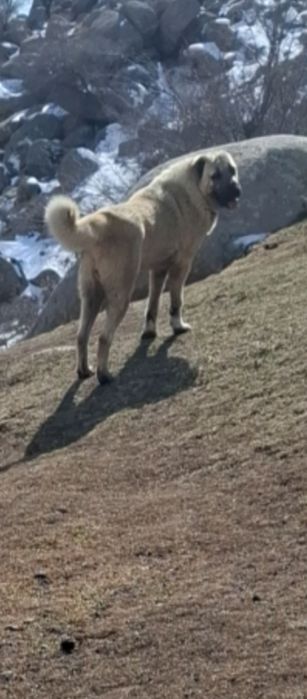 Кангал турецкий тозаси