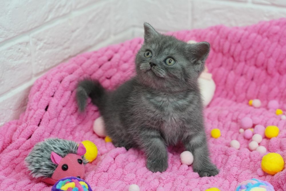 ШотландсКиЕ котЯтки
